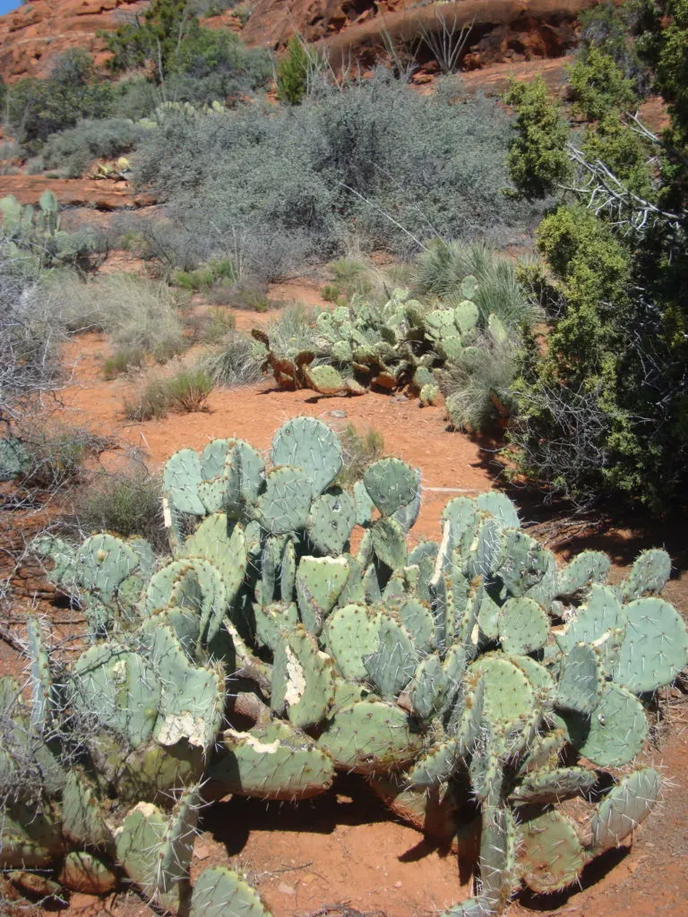 Cacti in Sedona, Arizona, USA Cacti in Sedona, Arizona, USA