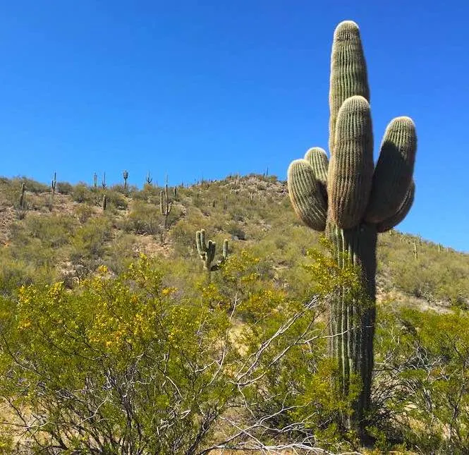 Photo of Saguaro cactus among many incredible Arizona photos proving why you should visit Arizona