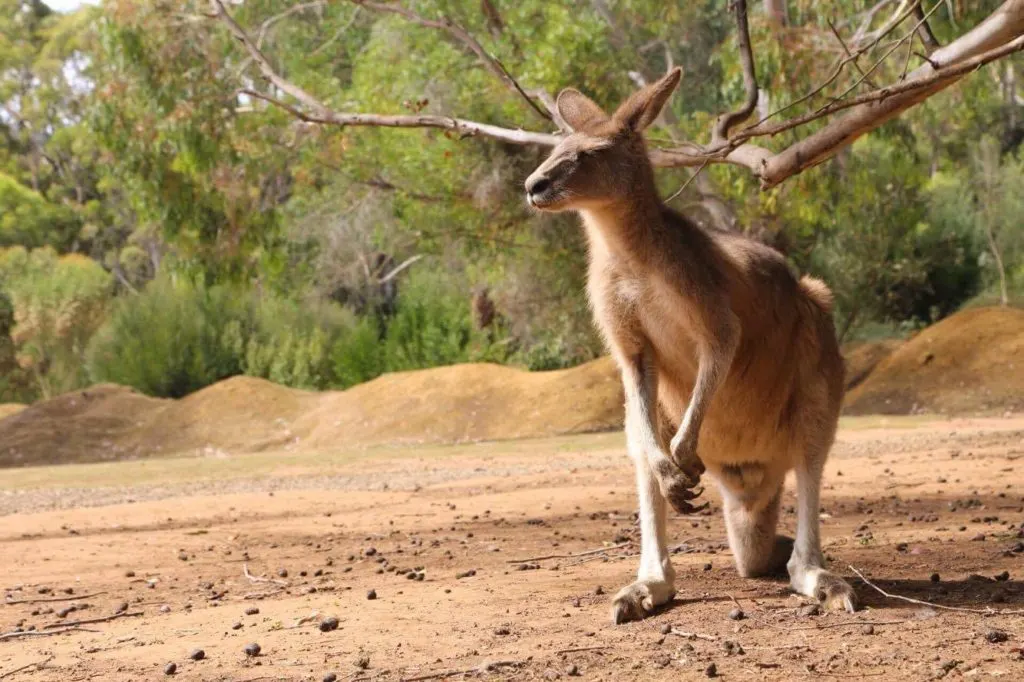 authentic Australia travel experience