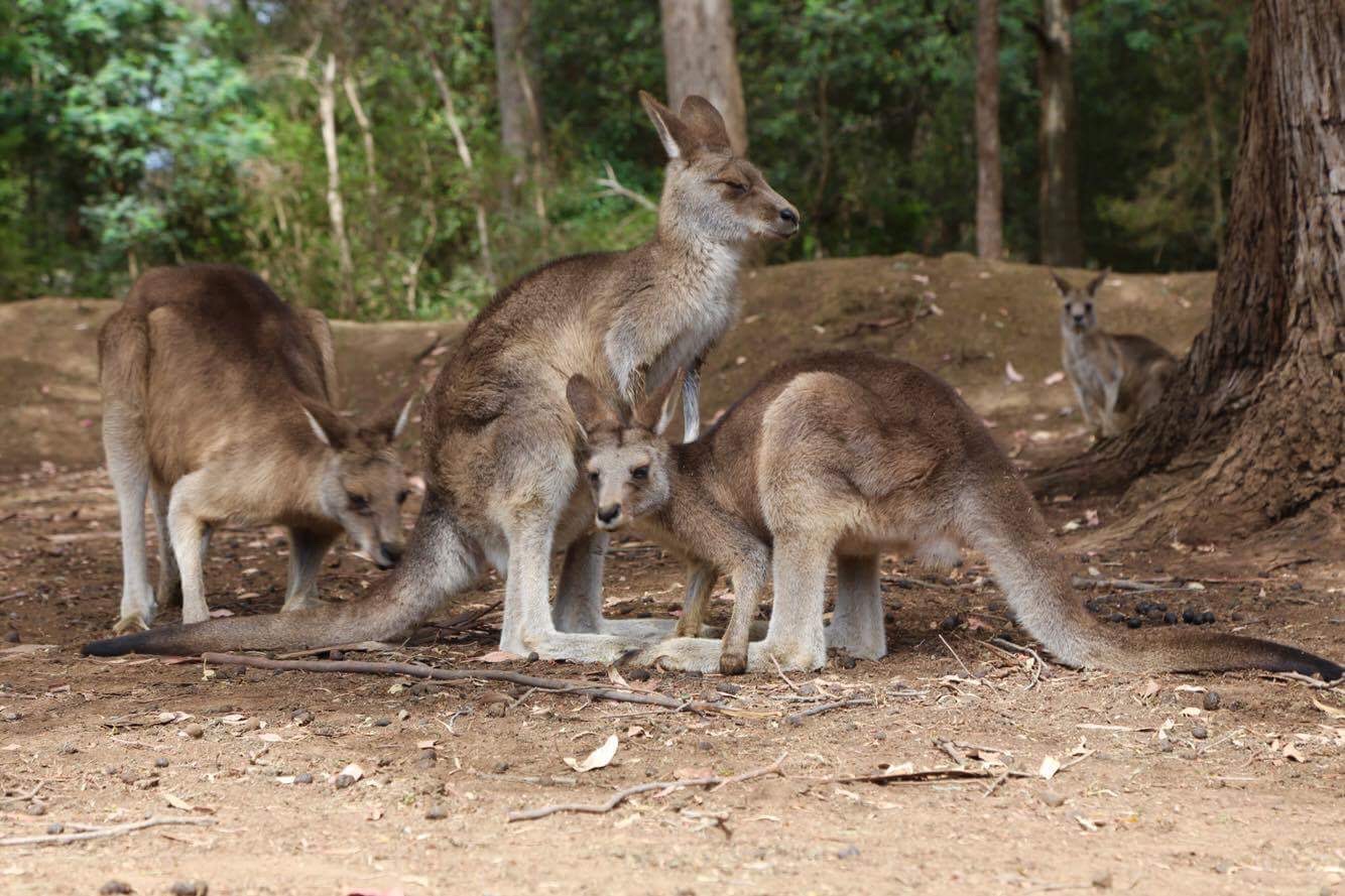 Experiential Travel Trend: Tips for Authentic Australia Travel Experience