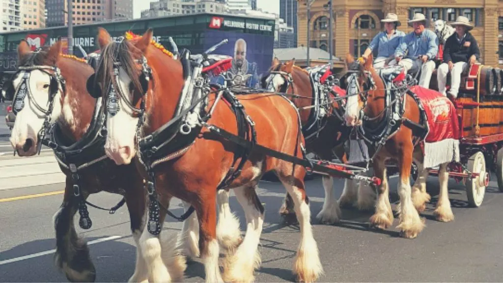 Experiential Travel Trend: Tips for Authentic Australia Travel Experience 7 authentic Australia travel experience