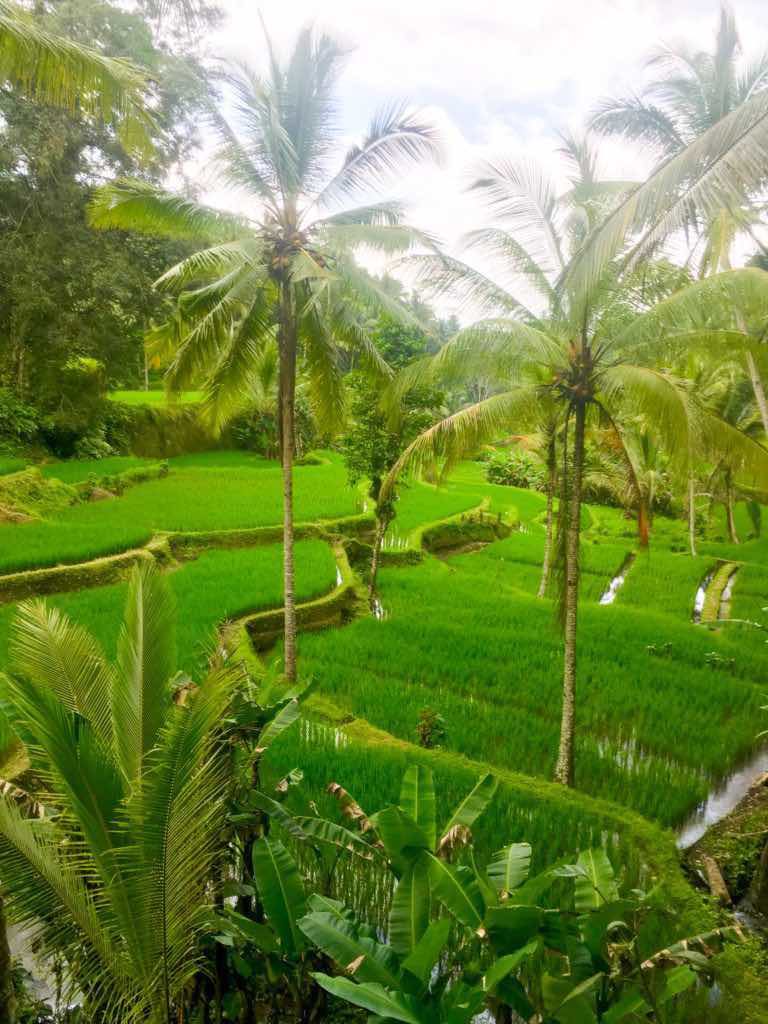 Tegalalang rice terrace are Bali rice terraces near Ubud 