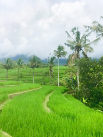 Bali rice terraces