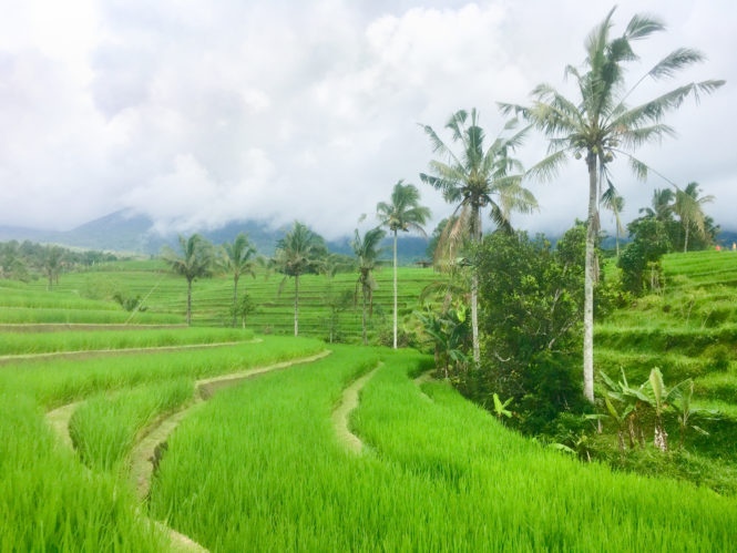 A photo of Jatiluwih Bali rice terraces 