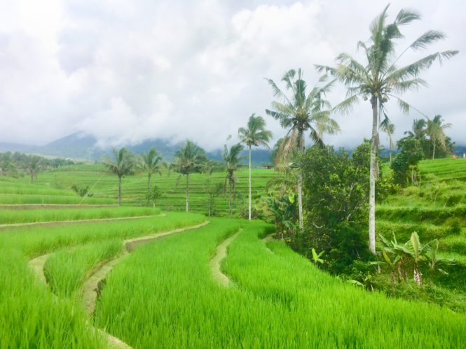 Jatiluwih and Tegalalang Rice Terraces Bali: The 2 Most Beautiful Bali Rice Fields 2 A photo of Jatiluwih Bali rice terraces