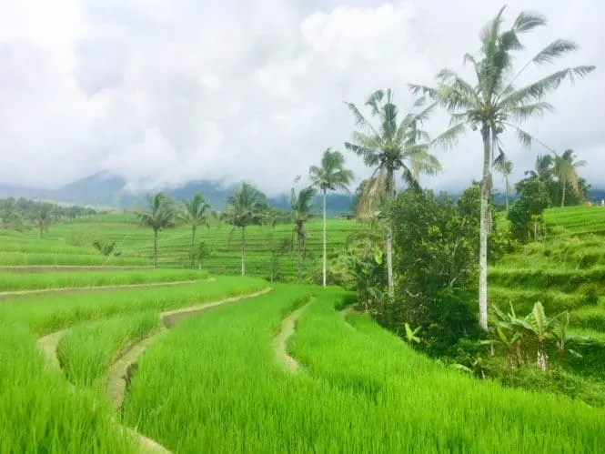 Jatiluwih and Tegalalang Rice Terraces Bali: The Most Beautiful Bali Rice Fields 2 A photo of Jatiluwih Bali rice terraces