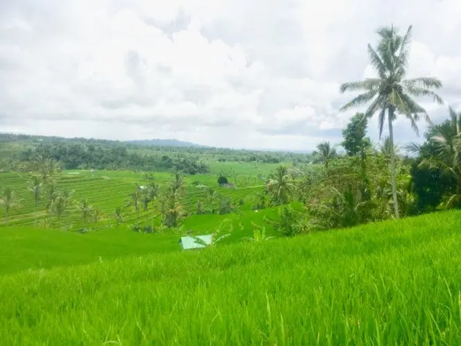 Views of Jatiluwih Bali rice terraces 