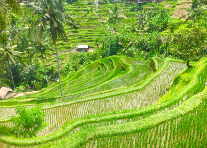 Tegalalang rice terrace are one of the most beautiful Bali rice terraces