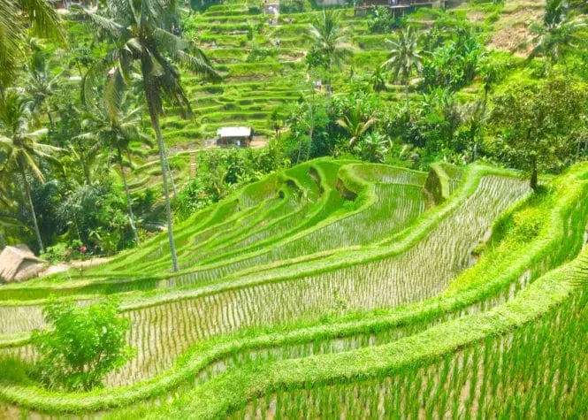 Jatiluwih and Tegalalang Rice Terraces Bali: The Most Beautiful Bali Rice Fields 7 Tegalalang rice terrace are one of the most beautiful Bali rice terraces