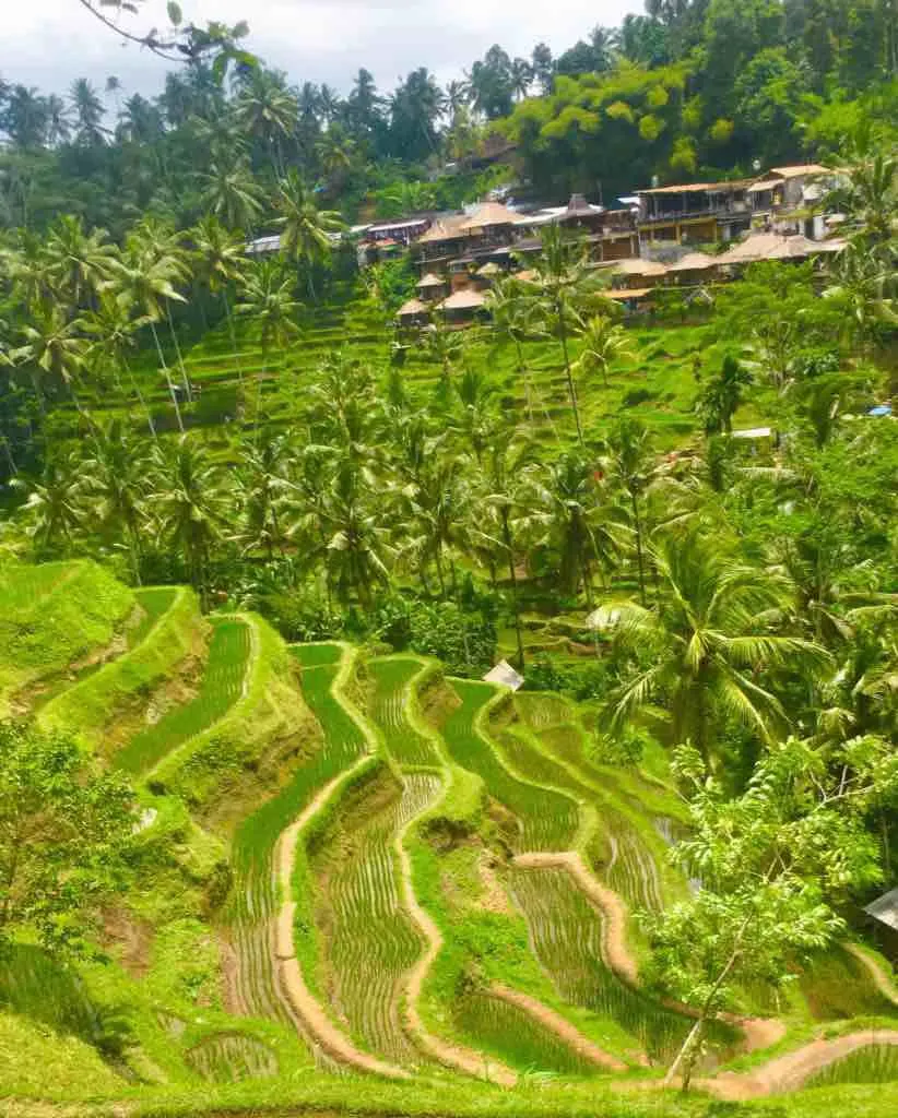 Tegalalang rice terrace near Ubud are one of the best Bali rice terraces
