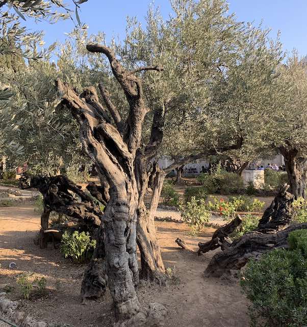 The GARDEN OF GETHSEMANE in Jerusalem is one of the most popular holy sites in Israel