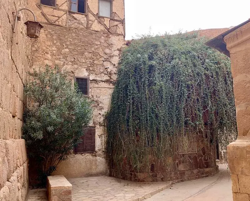 The Burning Bush in Sinai