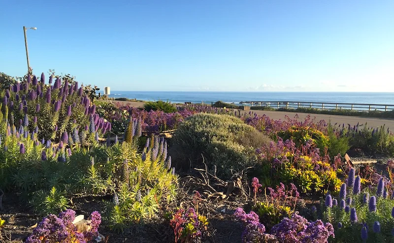 Cambria on my San francisco to los angeles road trip San Francisco to Los Angeles road trip I Scenic Drive from San Francisco to Los Angeles by World Travel Connector I Scenic Route from San Francisco to Los Angeles I Los Angeles to San Francisco scenic drive  I San Francisco to Los Angeles drive I san francisco to la I l.a to san francisco I  drive from san francisco to la I la to sf drive I drive from la to san francisco I la to san francisco drive I driving from los angeles to san francisco I drive from la to sf