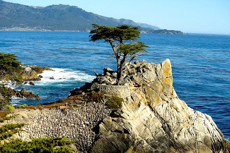 The Lone Cypress on the 17_mile Drive on the San francisco to los angeles road trip San Francisco to Los Angeles road trip I Scenic Drive from San Francisco to Los Angeles by World Travel Connector I Scenic Route from San Francisco to Los Angeles I Los Angeles to San Francisco scenic drive  I San Francisco to Los Angeles drive I san francisco to la I l.a to san francisco I  drive from san francisco to la I san fran to la I la to sf drive I drive from la to san francisco I la to san francisco drive I driving from los angeles to san francisco I drive from la to sf