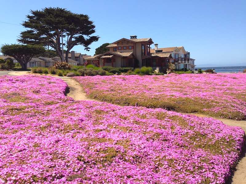 Pacific Grove on the scenic drive from san francisco to los angeles San Francisco to Los Angeles road trip I Scenic Drive from San Francisco to Los Angeles by World Travel Connector I Scenic Route from San Francisco to Los Angeles I Los Angeles to San Francisco scenic drive  I San Francisco to Los Angeles drive I san francisco to la I l.a to san francisco I  drive from san francisco to la I san fran to la I la to sf drive I drive from la to san francisco I la to san francisco drive I driving from los angeles to san francisco I drive from la to sf