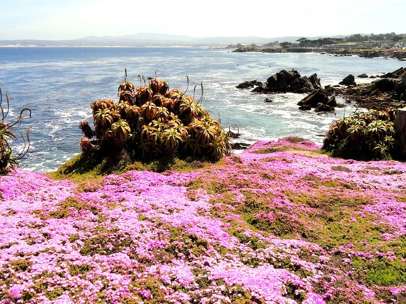 Scenic Drive from San Francisco to Los Angeles 9 Pacific Grove on my San francisco to los angeles road trip San Francisco to Los Angeles road trip I Scenic Drive from San Francisco to Los Angeles by World Travel Connector I Scenic Route from San Francisco to Los Angeles I Los Angeles to San Francisco scenic drive I San Francisco to Los Angeles drive I san francisco to la I l.a to san francisco I drive from san francisco to la I san fran to la I la to sf drive I drive from la to san francisco I la to san francisco drive I driving from los angeles to san francisco I drive from la to sf