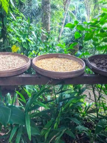 Authentic Kopi Luwak Coffee in Bali