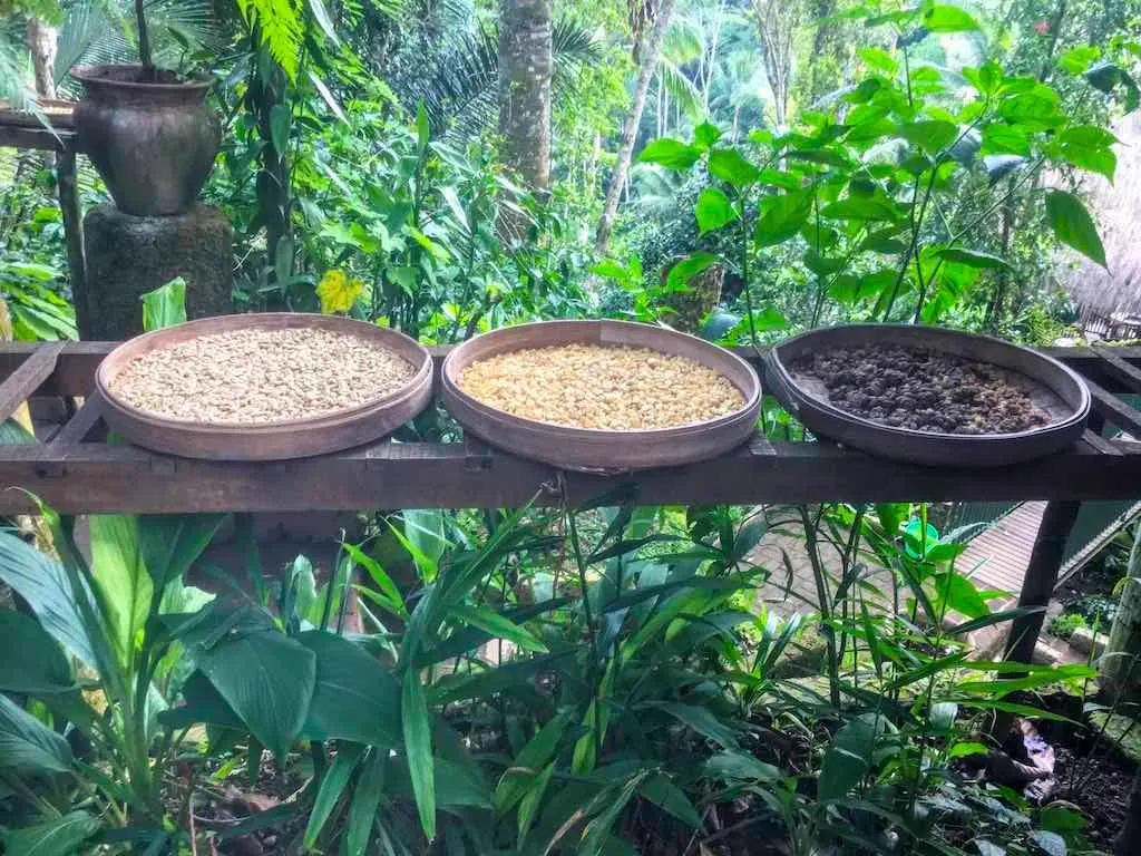 Luwak Coffee in Bali: Tasting Unique Civet Poop Coffee in Bali 3 Coffee Beans From Poop in Bali I Authentic Kopi Luwak Coffee in Bali by WorldTravelConnector.com I Bali Kopi Luwak I Bali Cat Coffee I Civet Coffee I Coffee Kopi Luwak I Coffee Luwak I Cat Poop Coffee I most expensive coffee