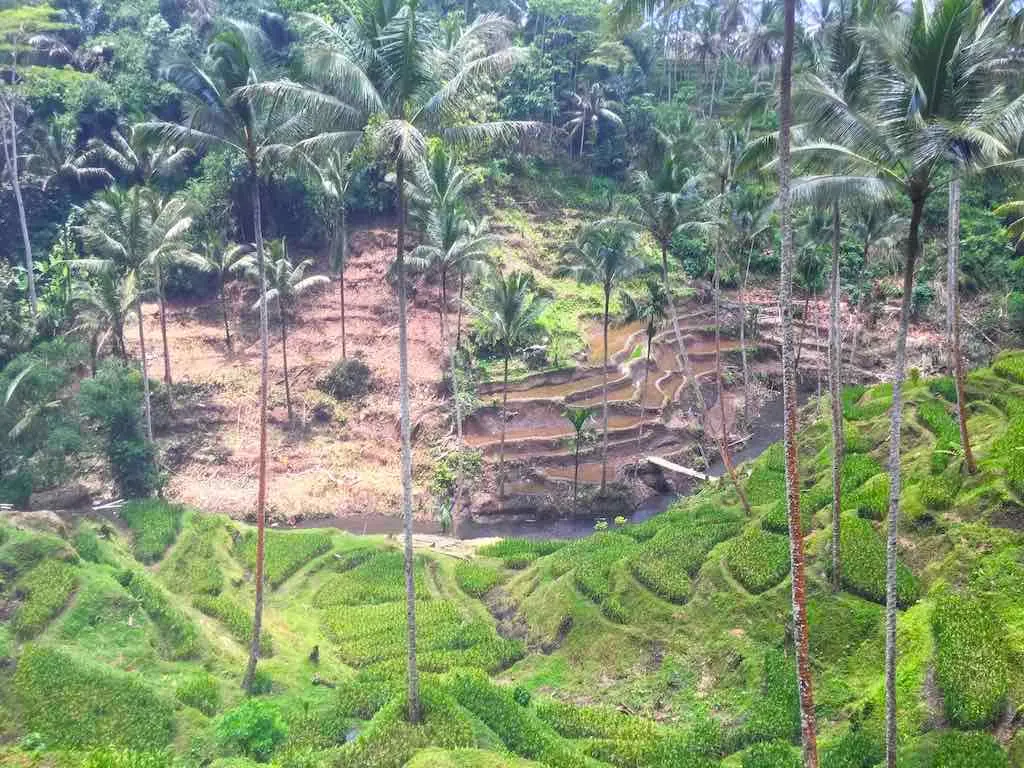 Authentic Kopi Luwak Kopi Luwak coffee plantation in Bali