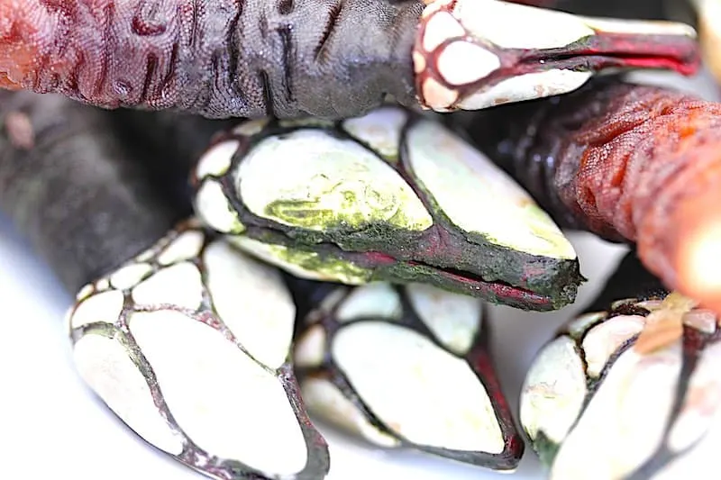 Barnacles are popular seafood in Spain