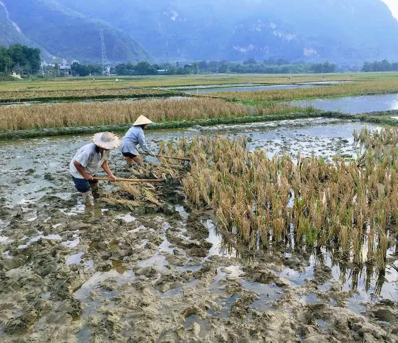 Works in the rice field in Mai Chau