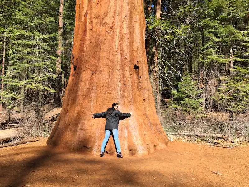 How to Visit Yosemite from San Francisco in 2023 1 Sequoia National Park in Californiashould be on any USA southwest road trip itinerary