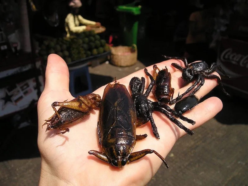 Taking a bite of a fried insect is one of unique things to do in Bangkok