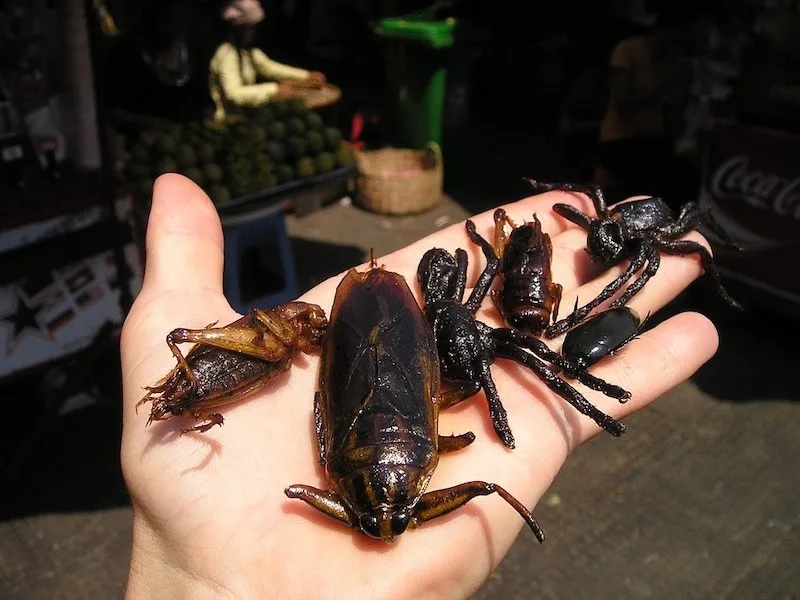 50 Things to Do in Thailand (Thailand Bucket List 2023) 42 Taking a bite of a fried insect is one of unique things to do in Bangkok
