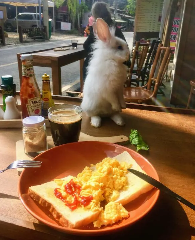 Having breakfast in the rabbit Cafe in Pai is one of the fun things to do in Thailand 