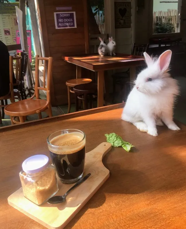 Having a cup of coffee in the Rabbit cafe in Pai is one of the unique things to do in Thailand