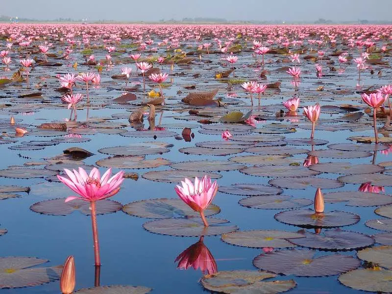 50 Things to Do in Thailand (Thailand Bucket List 2023) 10 Seeing the Read Lotus Sea in Udon Thani is one of the top Thailand things to do