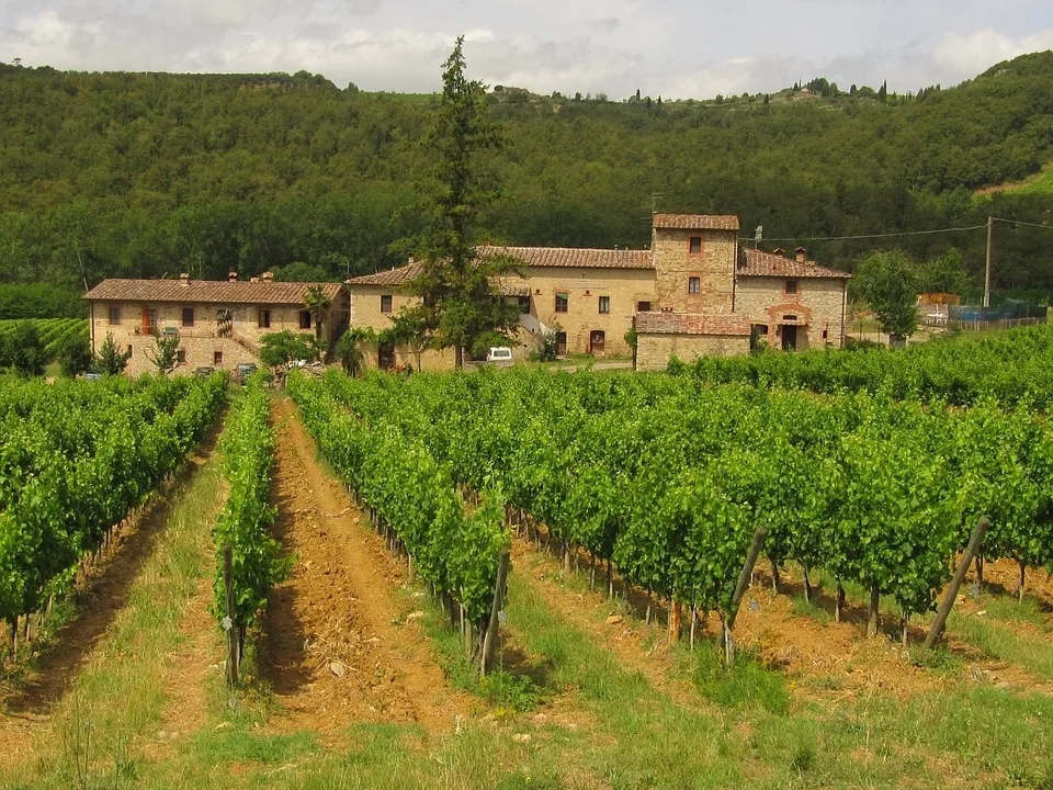 Tuscan vineyard of Chianti wine which a top Italian wine