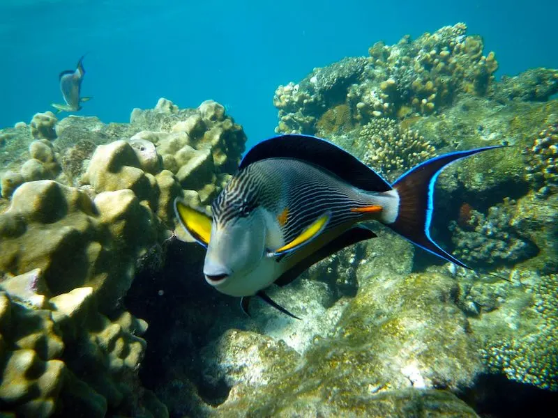 Diving in Marsa Alam is one of the best things to do in Egypt 