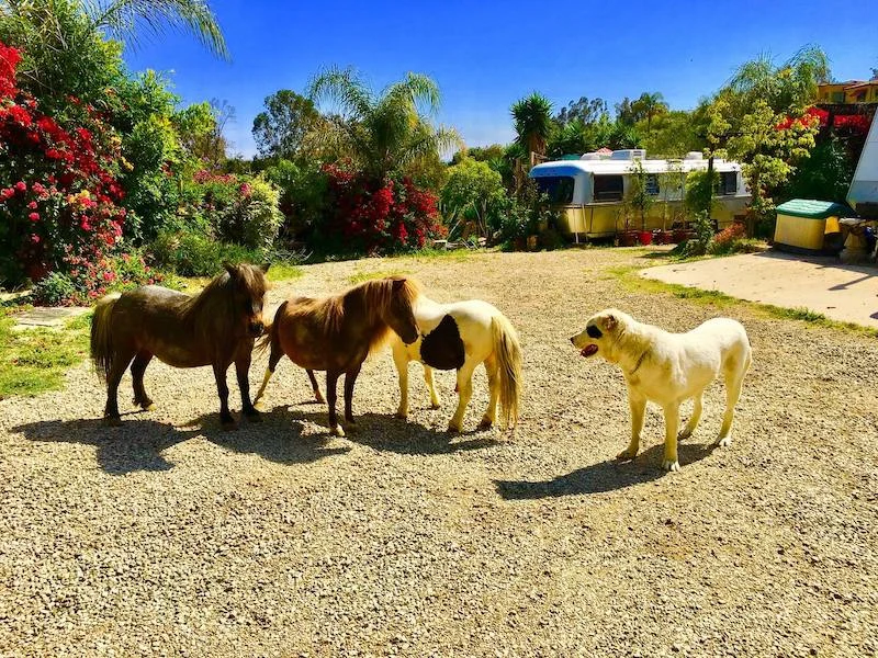This farm is one of the best airbnbs in Malibu 