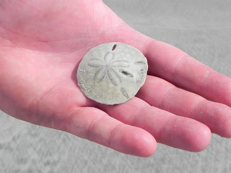 What to do in Big Sur? Find a sand dollar on the Sand Dollar Beach