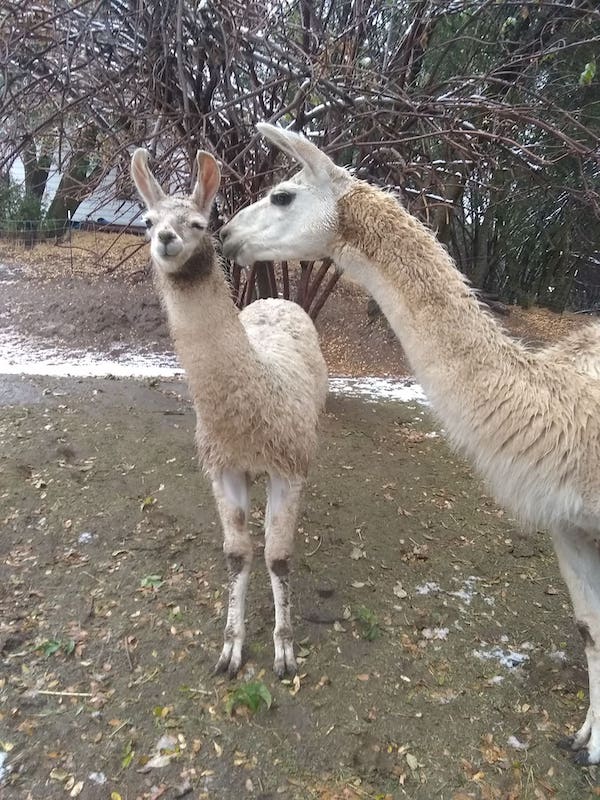 This farm with llamas is one of the best airbnbs in Yosemite