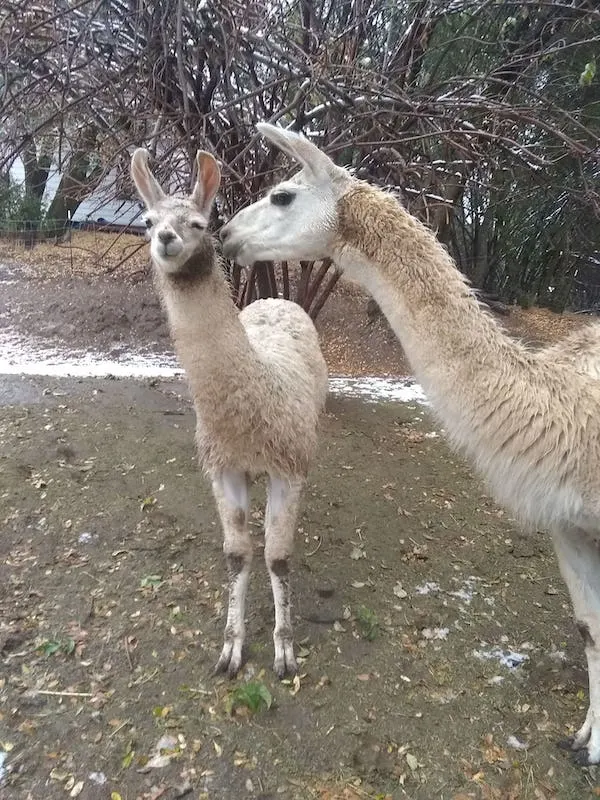 13 Sites For Spectacular Glamping in Yosemite 21 This farm with llamas is one of the best airbnbs in Yosemite