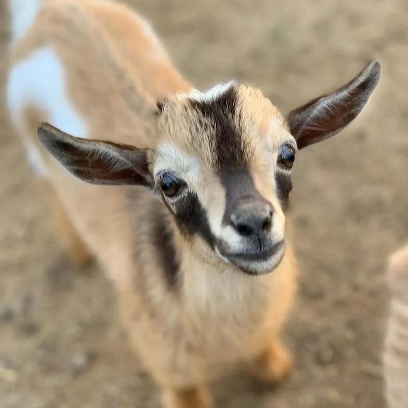13 Sites For Spectacular Glamping in Yosemite 27 Goat
