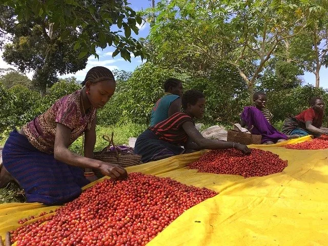 Ethiopian coffee is some of the best coffee in the world