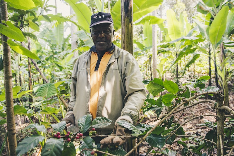 Tanzania Peaberry coffee is one of the best coffees in teh world 