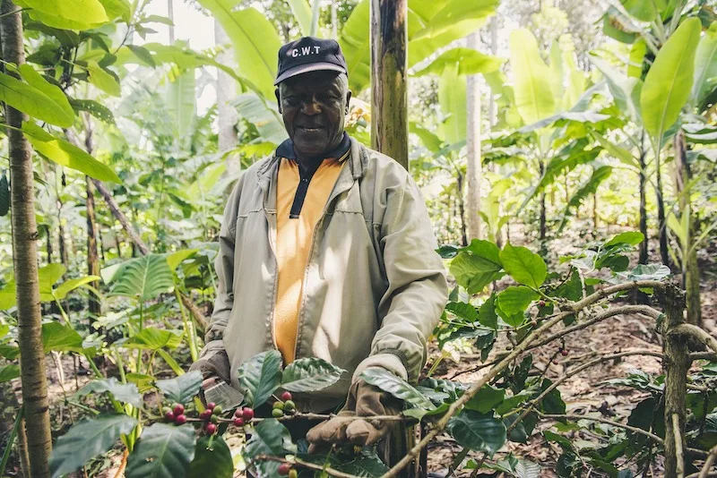 Best coffee in the world worth traveling for 11 Tanzania Peaberry coffee is one of the best coffees in teh world