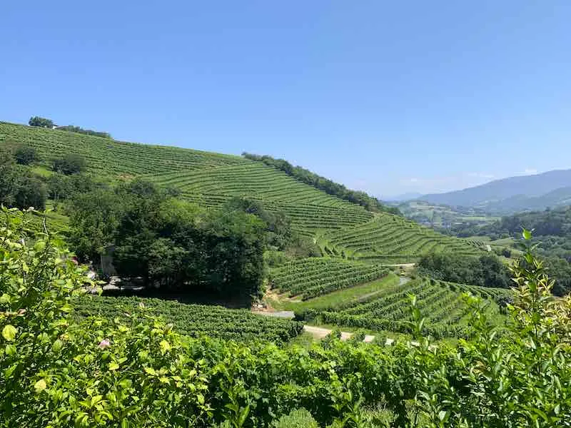 Txacoli vineyard
