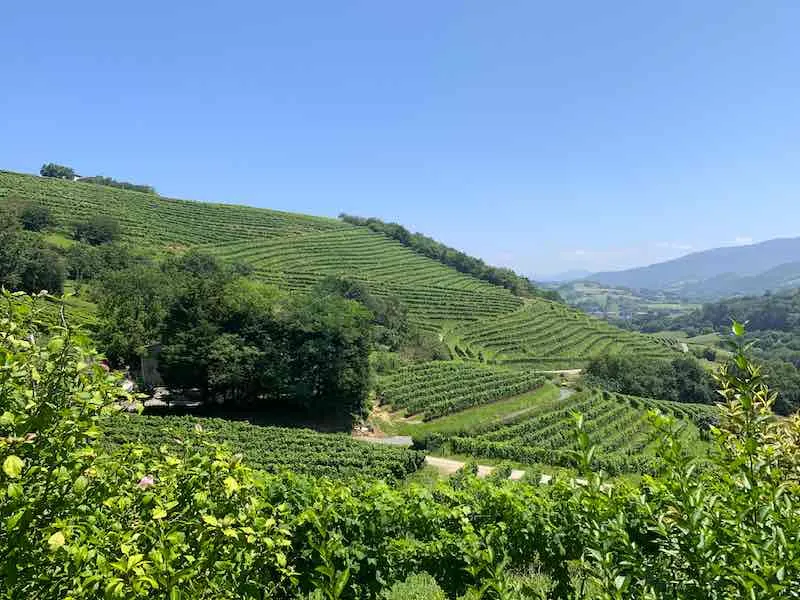 Camino del Norte: Hiking Camino de Santiago del Norte in Spain (2023 Update) 7 Txacoli vineyard