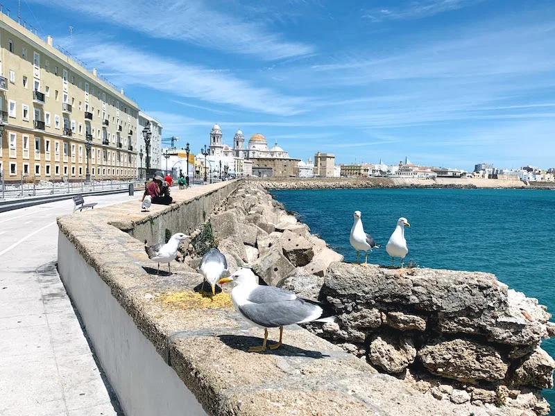 D day trip to Cadiz from Seville is one of the best things to do in Seville area 