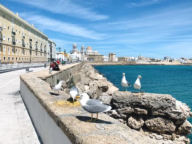 How to Spend A Week in Spain Itinerary (2023) 25 Cadiz in Andalusia is a must see if planning to travel a week in Spain
