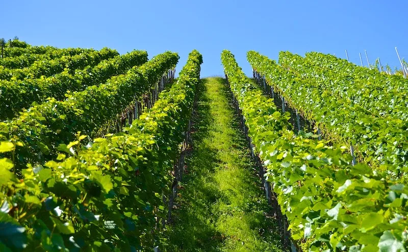 Visting vineyards in the Rioja region is a must if planning a week in Spain 