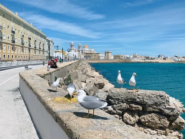 28 Best Cities in Spain to visit in 2023 13 Cadiz is one the best cities in Spain worth traveling
