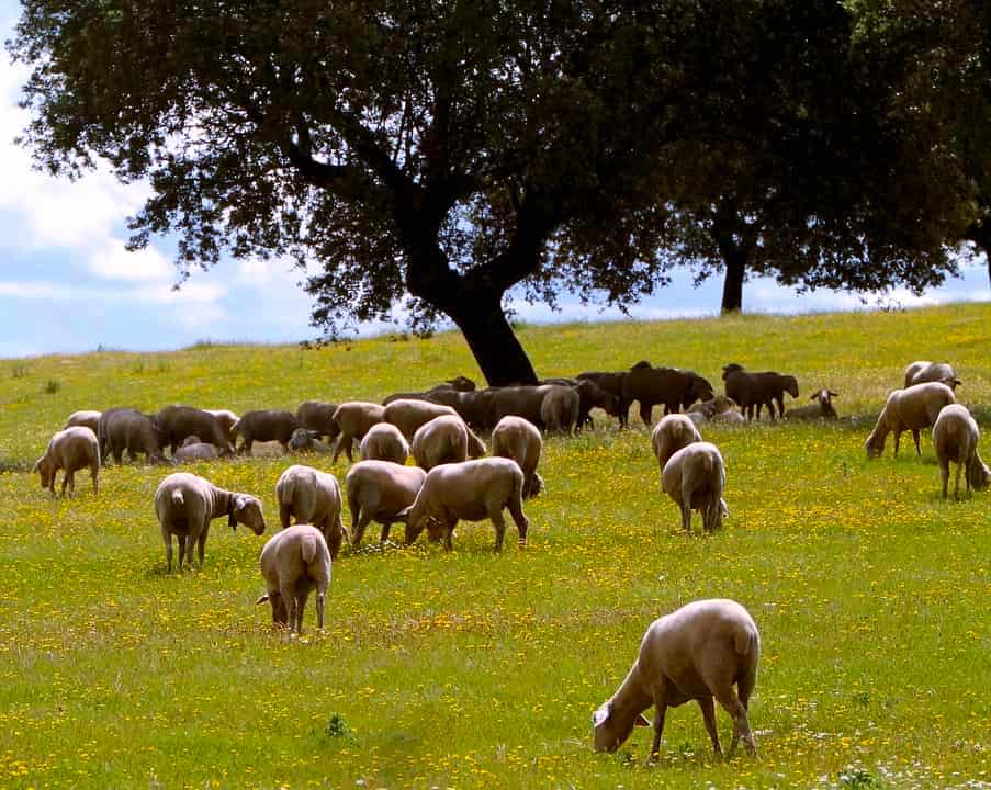 La Mancha region is one of the best foodie destinations in Spain for the famous Manchego cheese