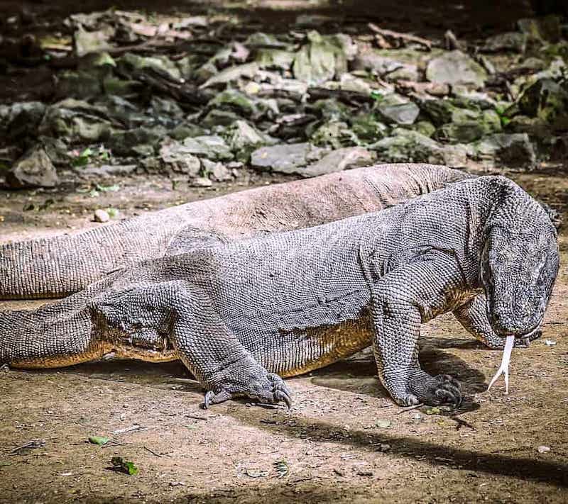 400+ Epic Bucket List Ideas 14 Seeing Komodo dragons is one of the best ideas for bucket lists