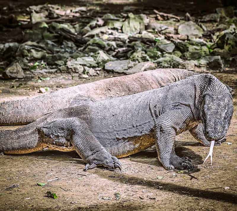 Seeing Komodo dragons is one of the best ideas for bucket lists